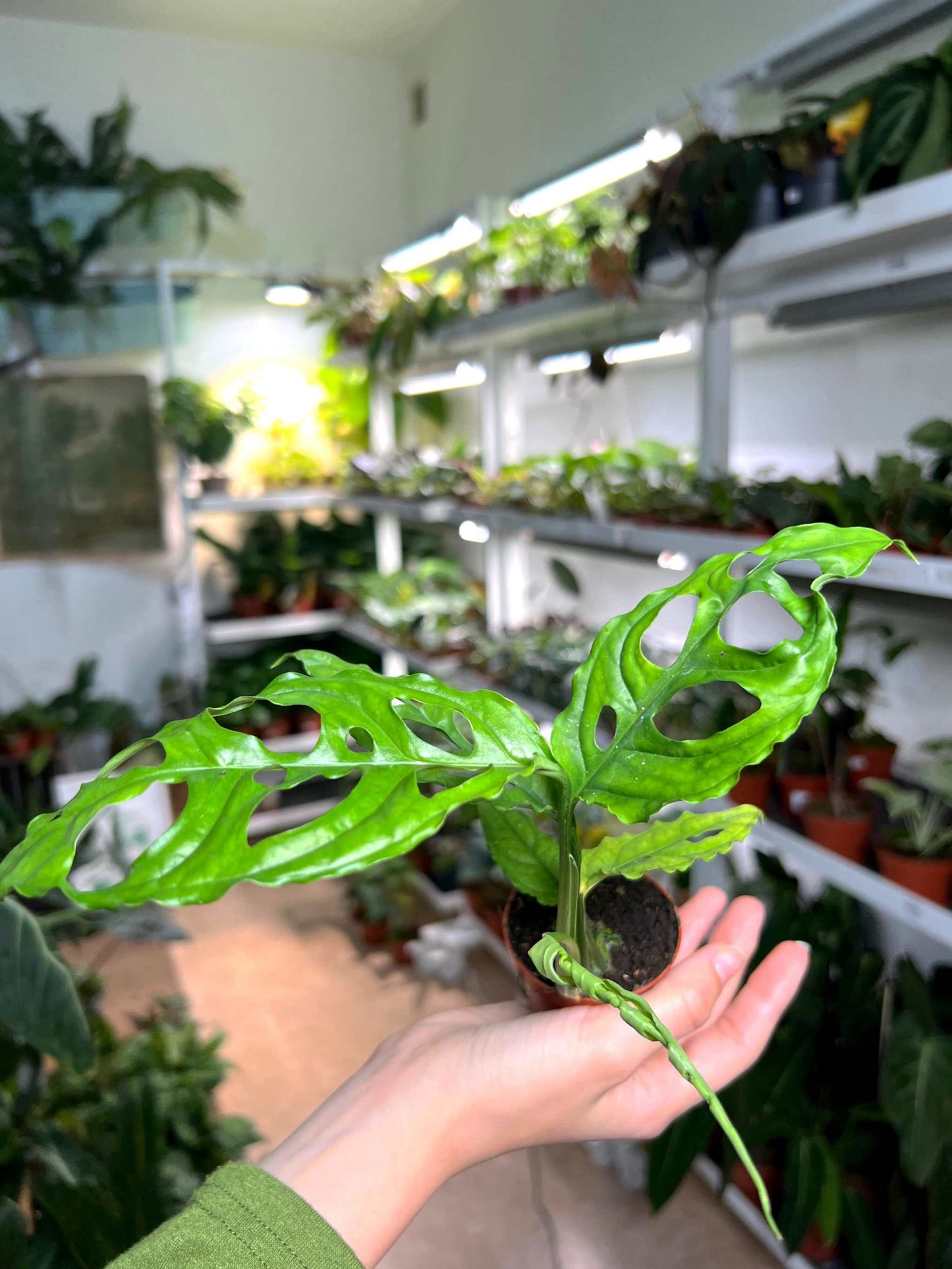 Monstera obliqua 'Peru'