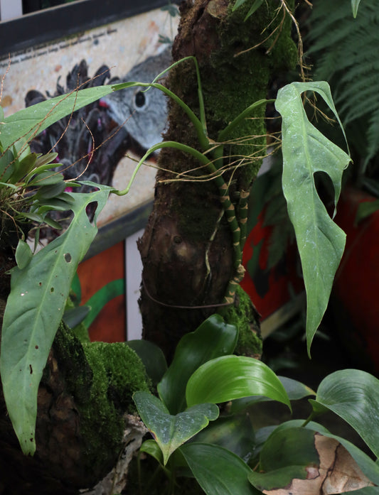 Monstera obliqua 'Yasuní'
