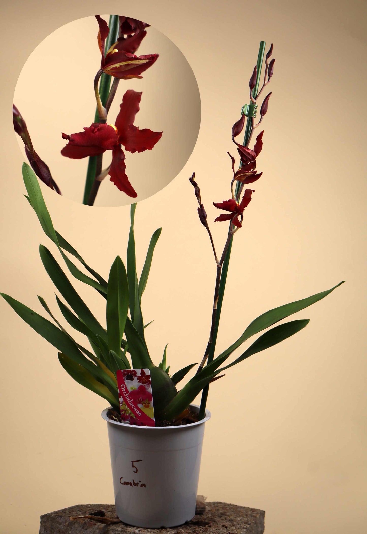 Oncidium Orkidé mix