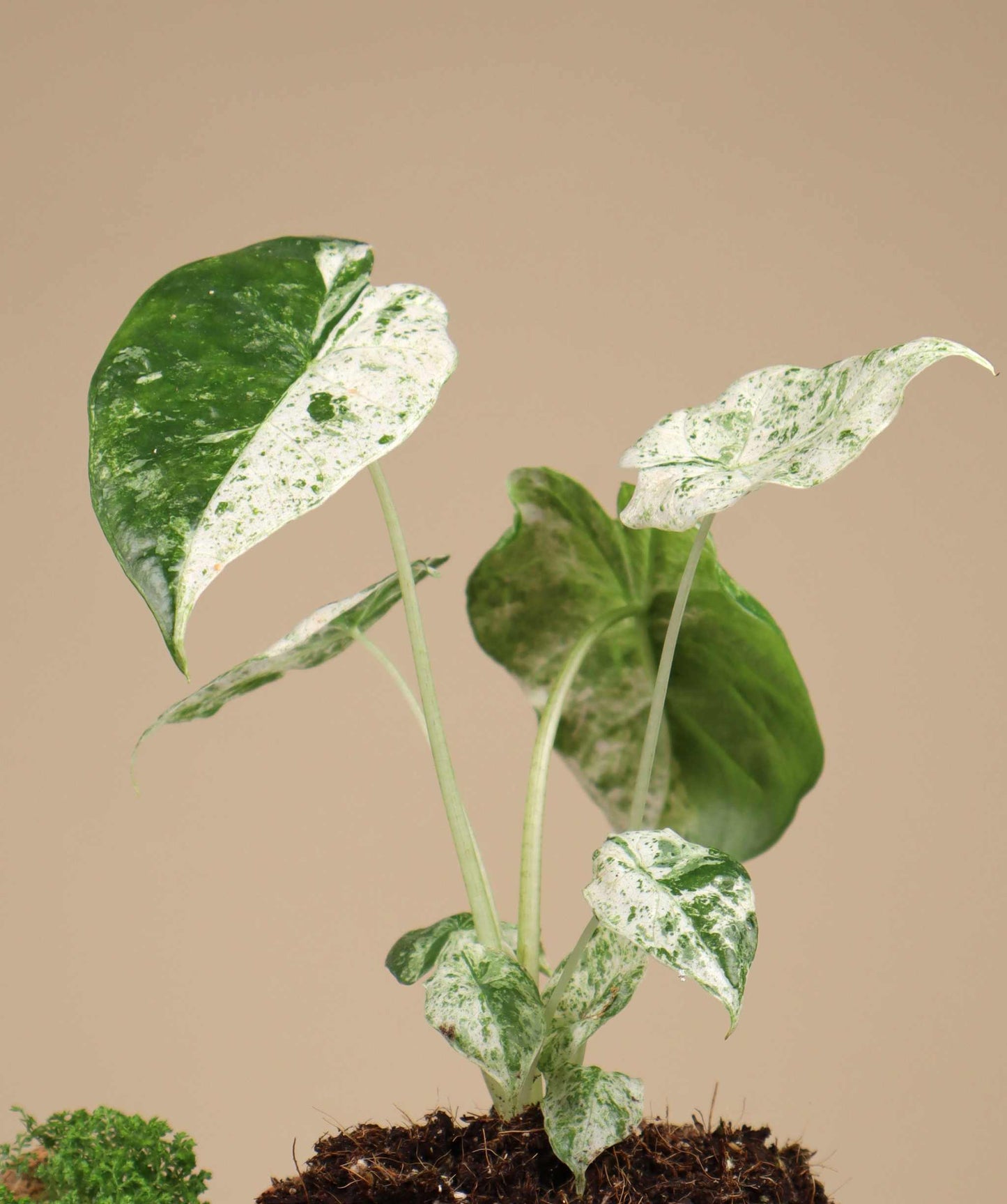 Alocasia odora 'Batik'