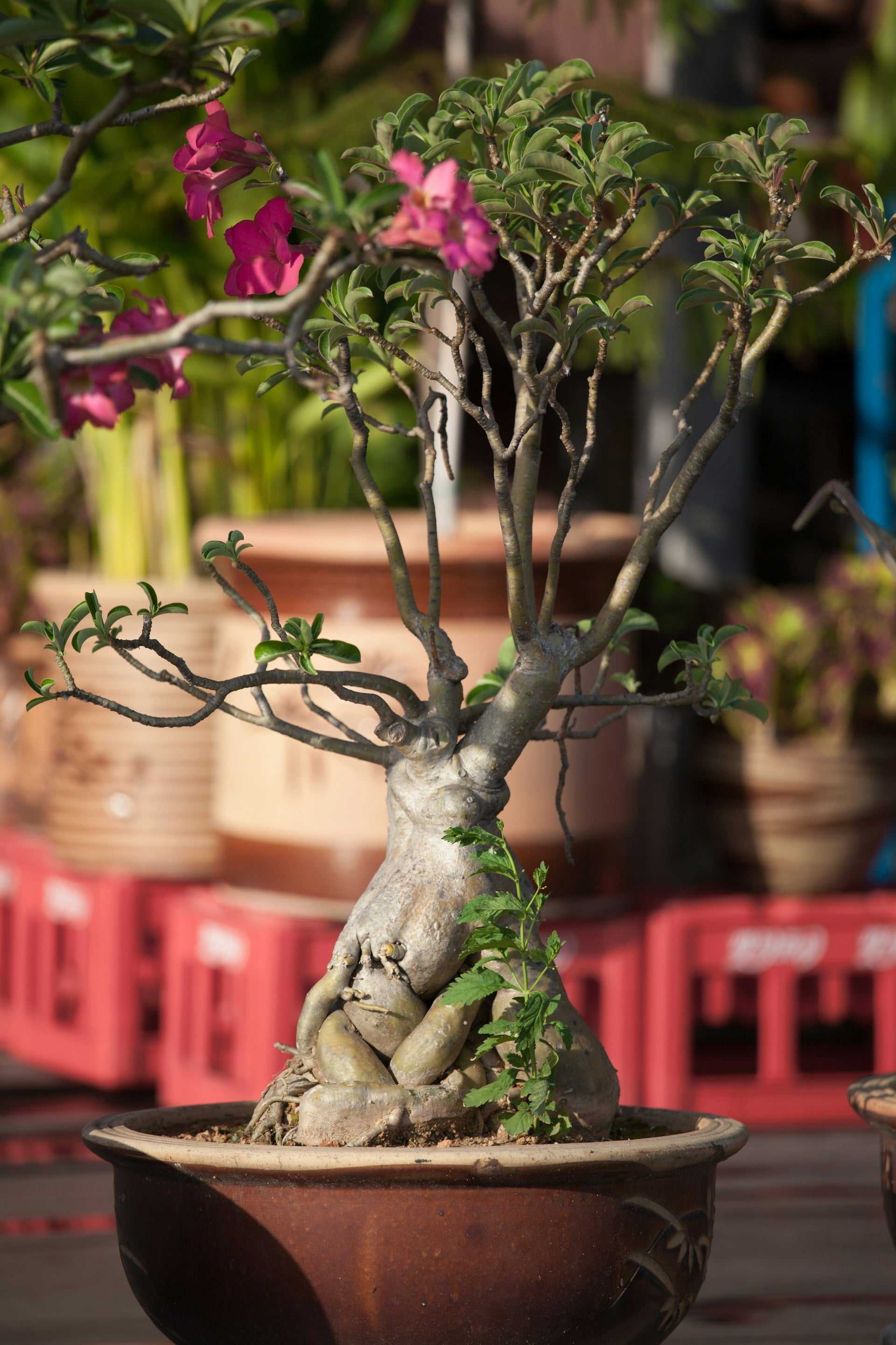 Adenium obesum | Wüstenrose online kaufen