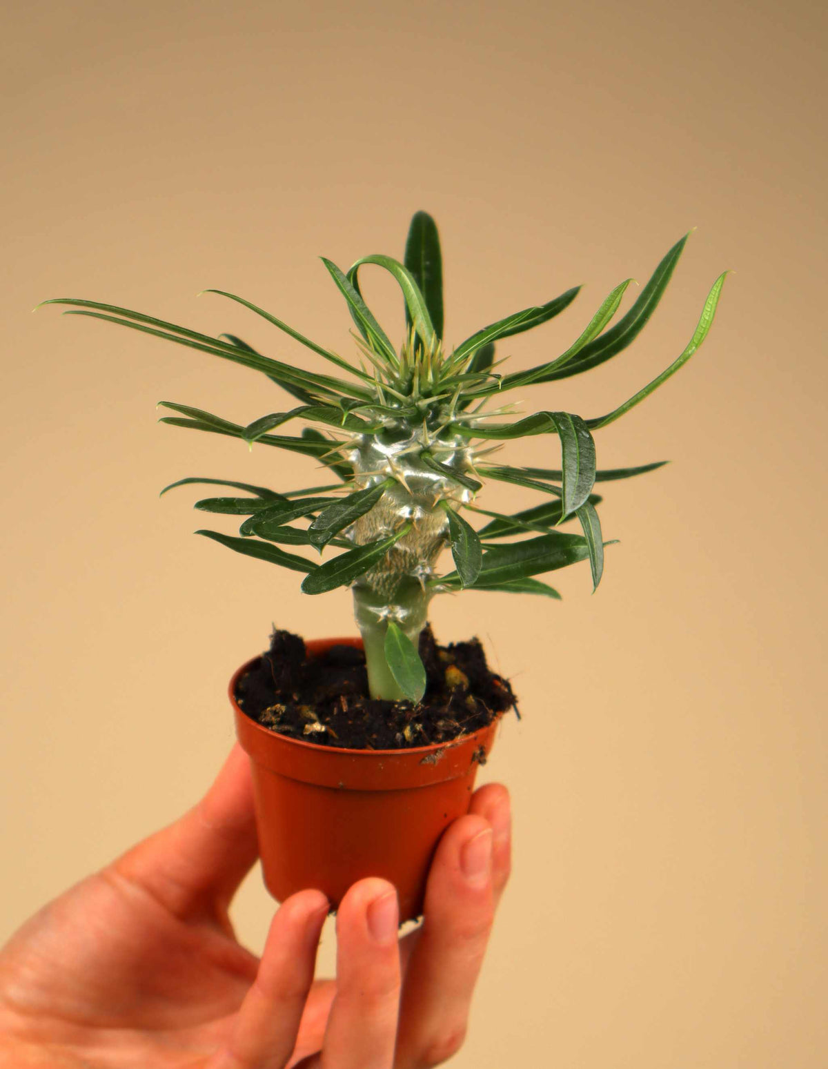 Pachypodium lamerei 'ökenstjärna'