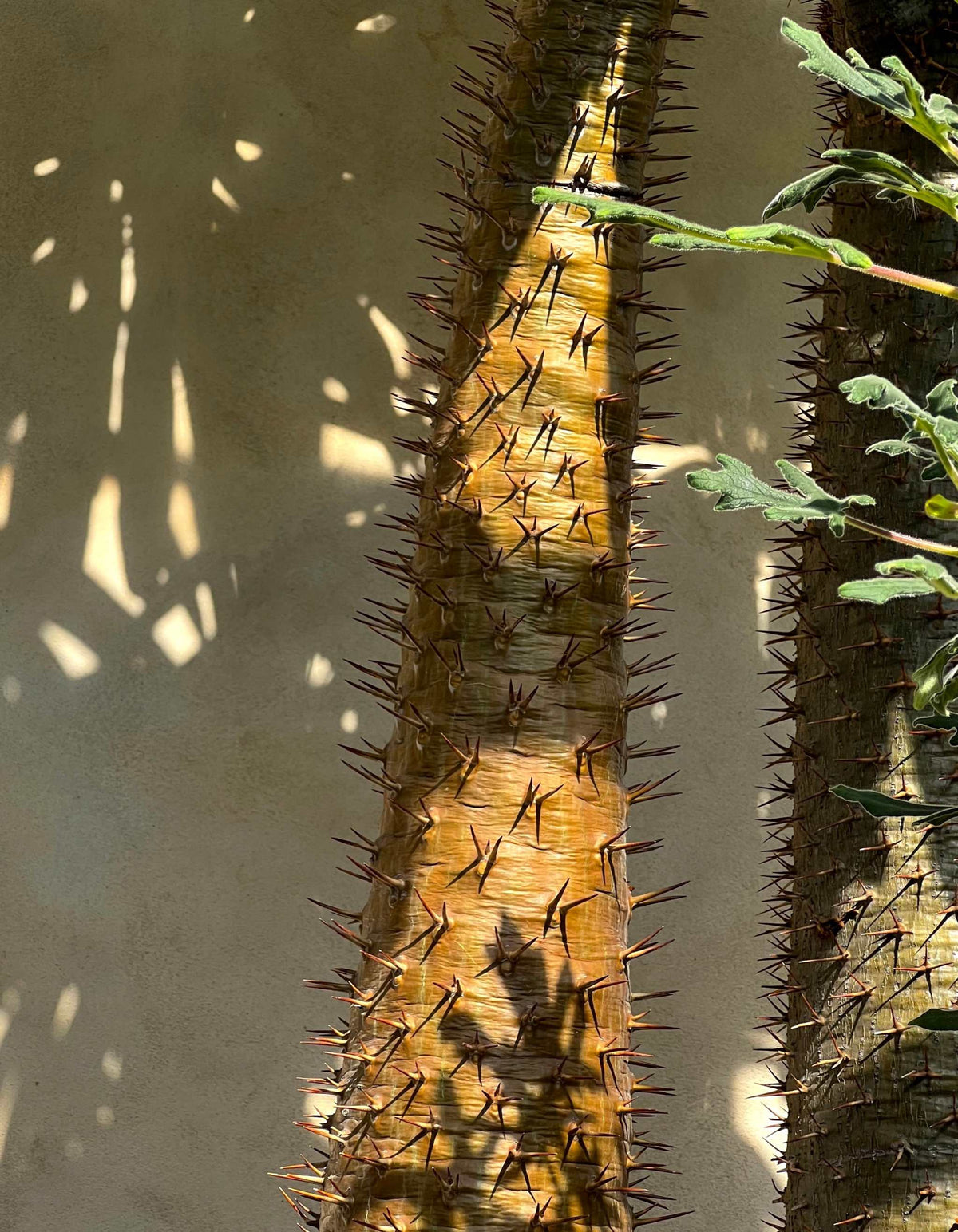Pachypodium lamerei 'ökenstjärna'