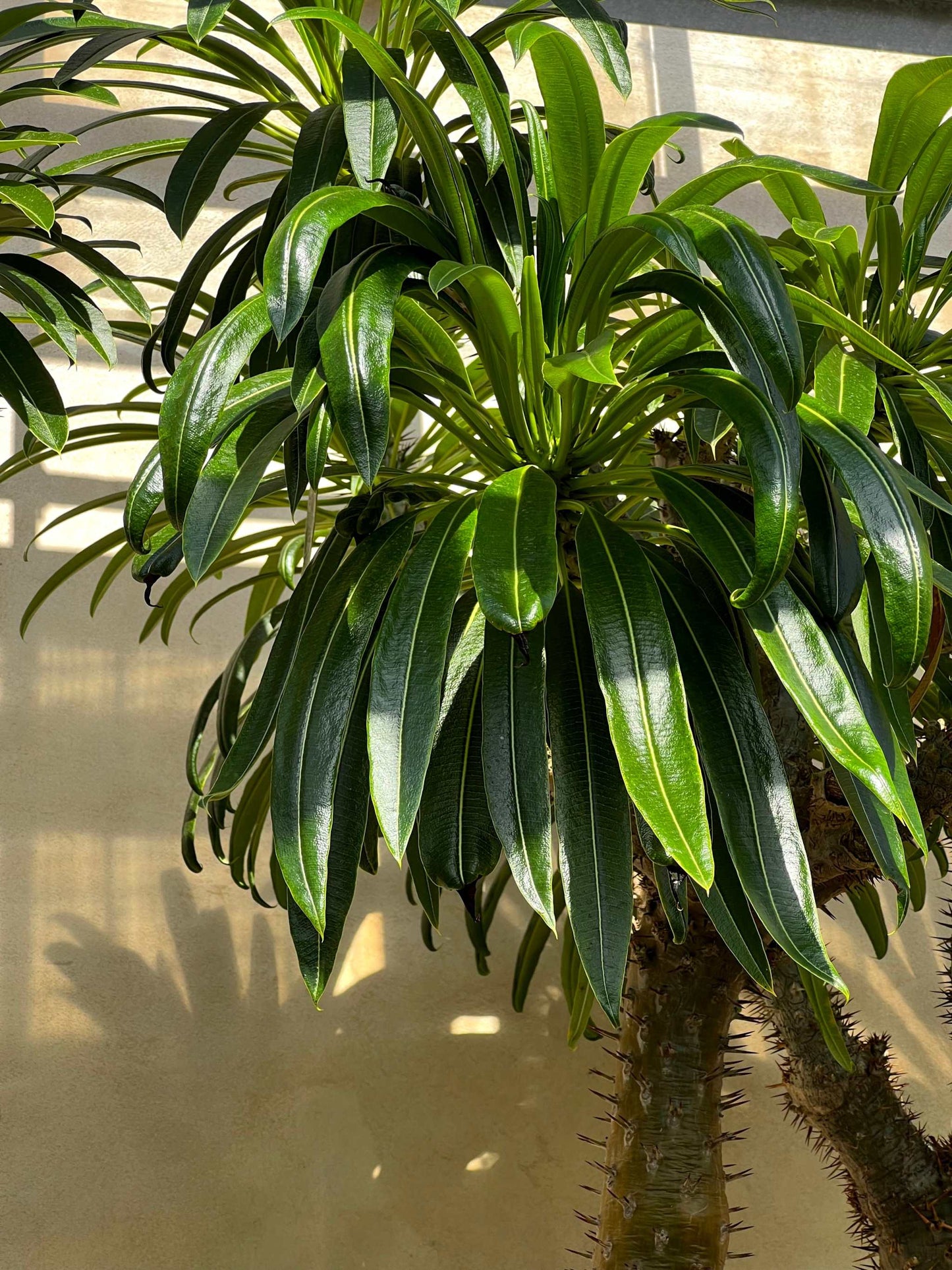 Pachypodium lamerei 'ökenstjärna'