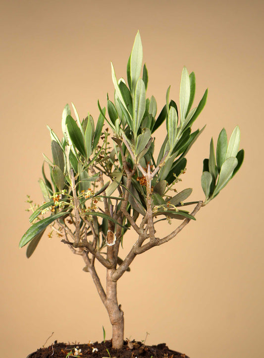 Olivträd | Olea europaea