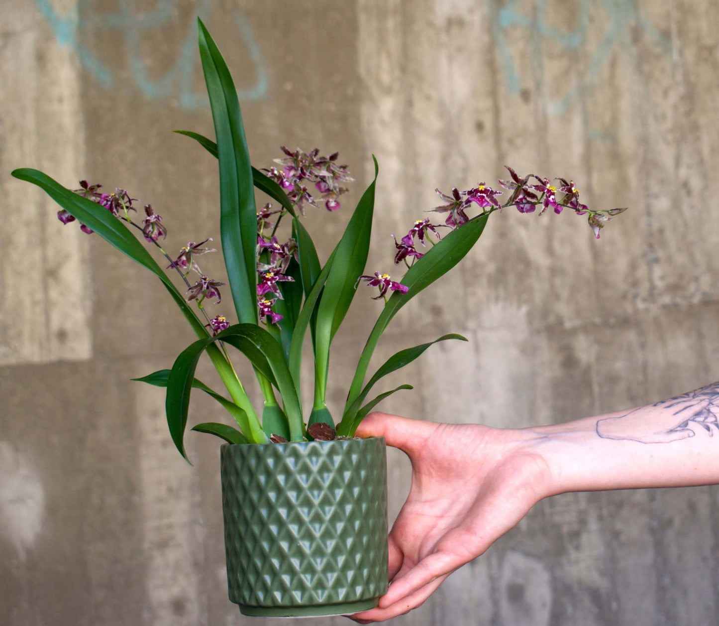 Oncidium Orkidé