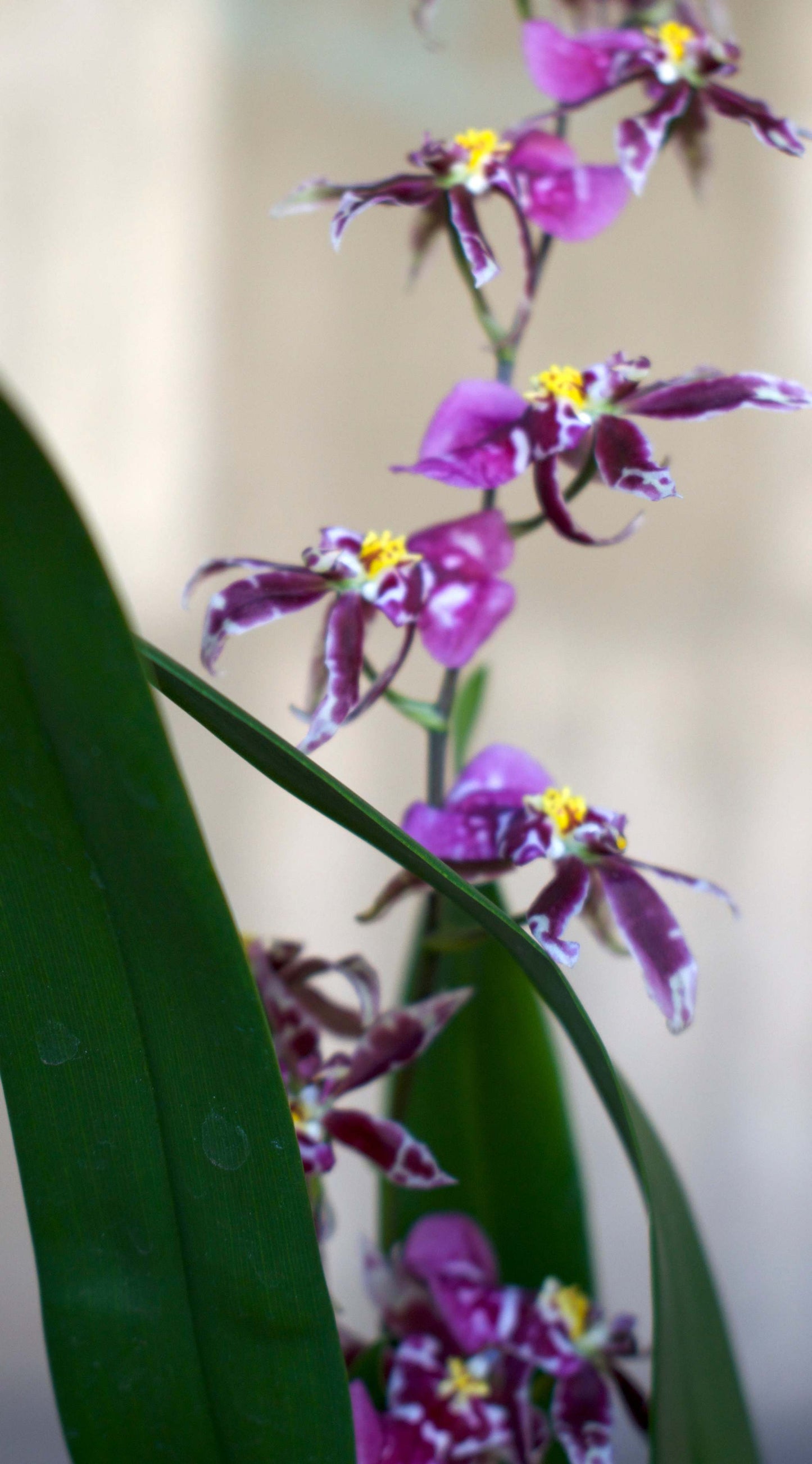 Oncidium Orkidé