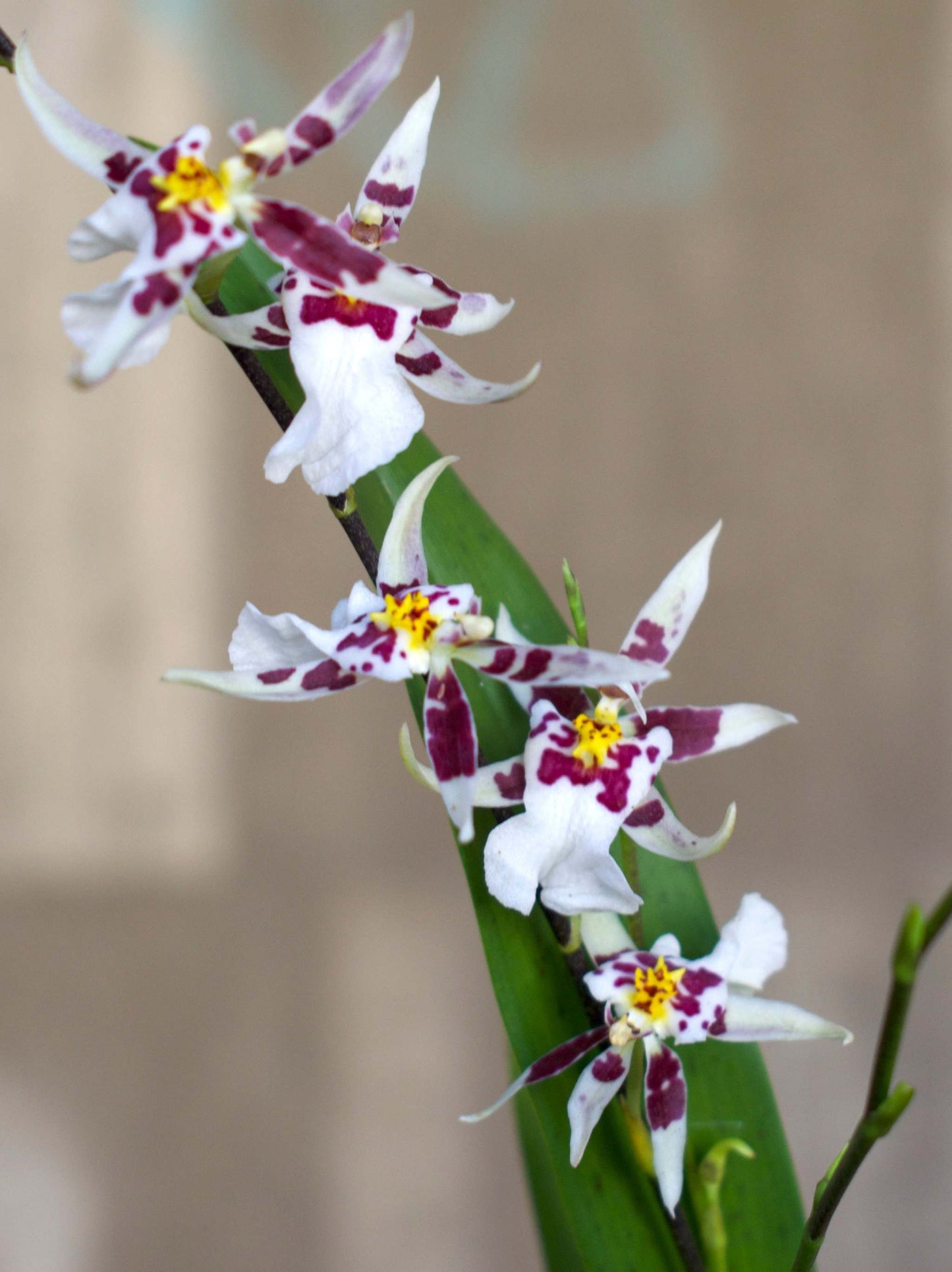 Oncidium Orkidé