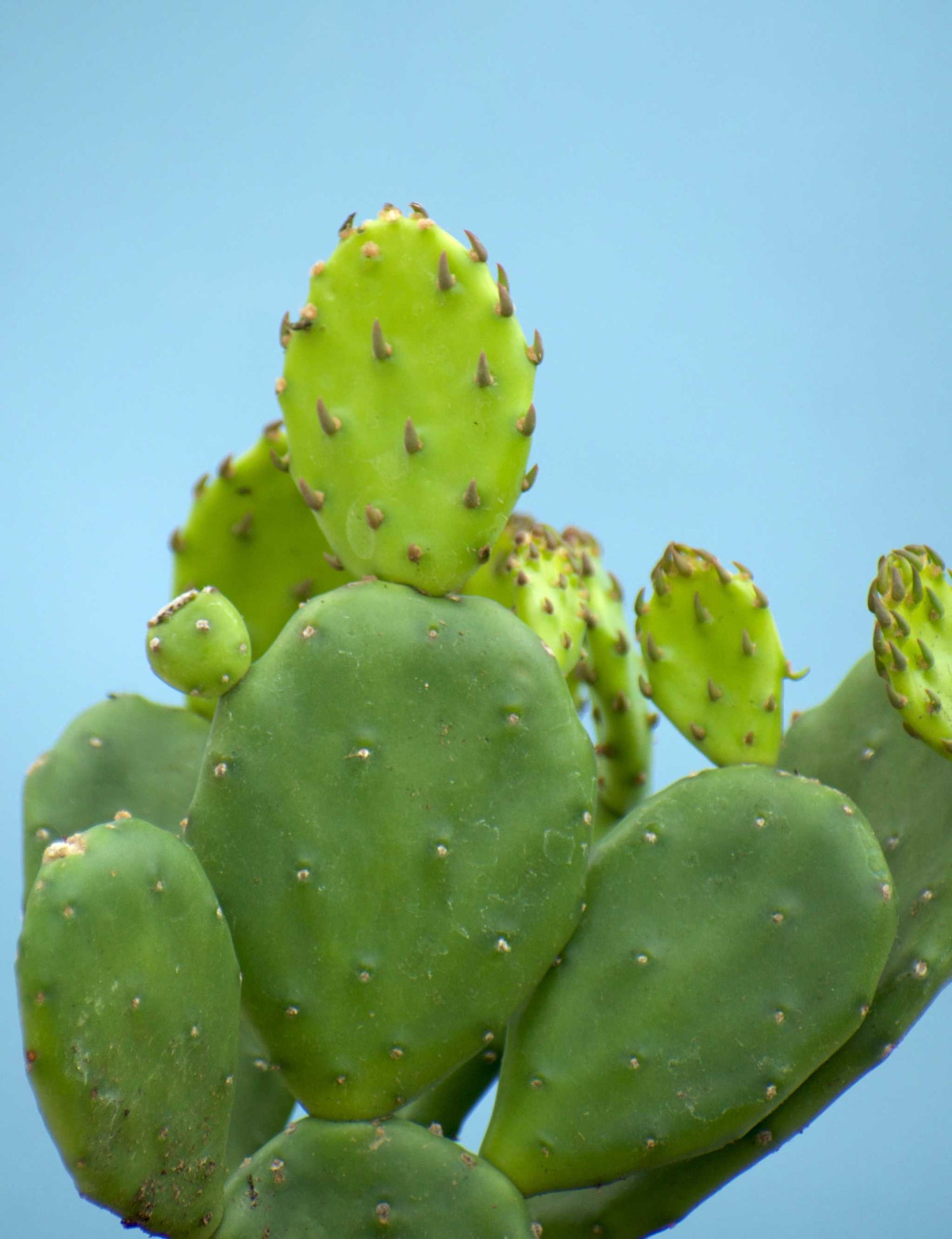 Cryptopuntia 'Opuntia humifusa' (Kälteresistenter Feigenkaktus)