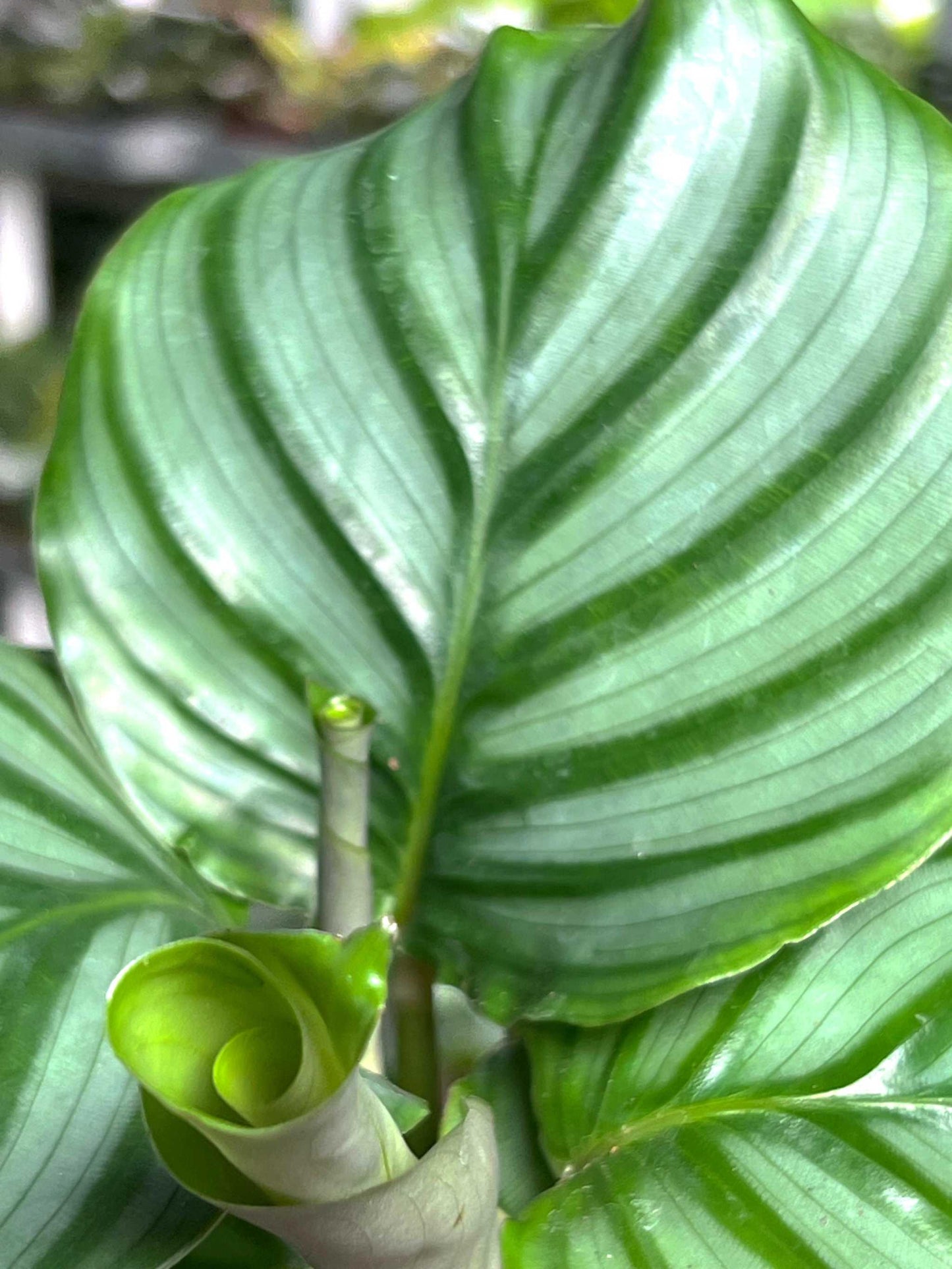 Calathea orbifolia