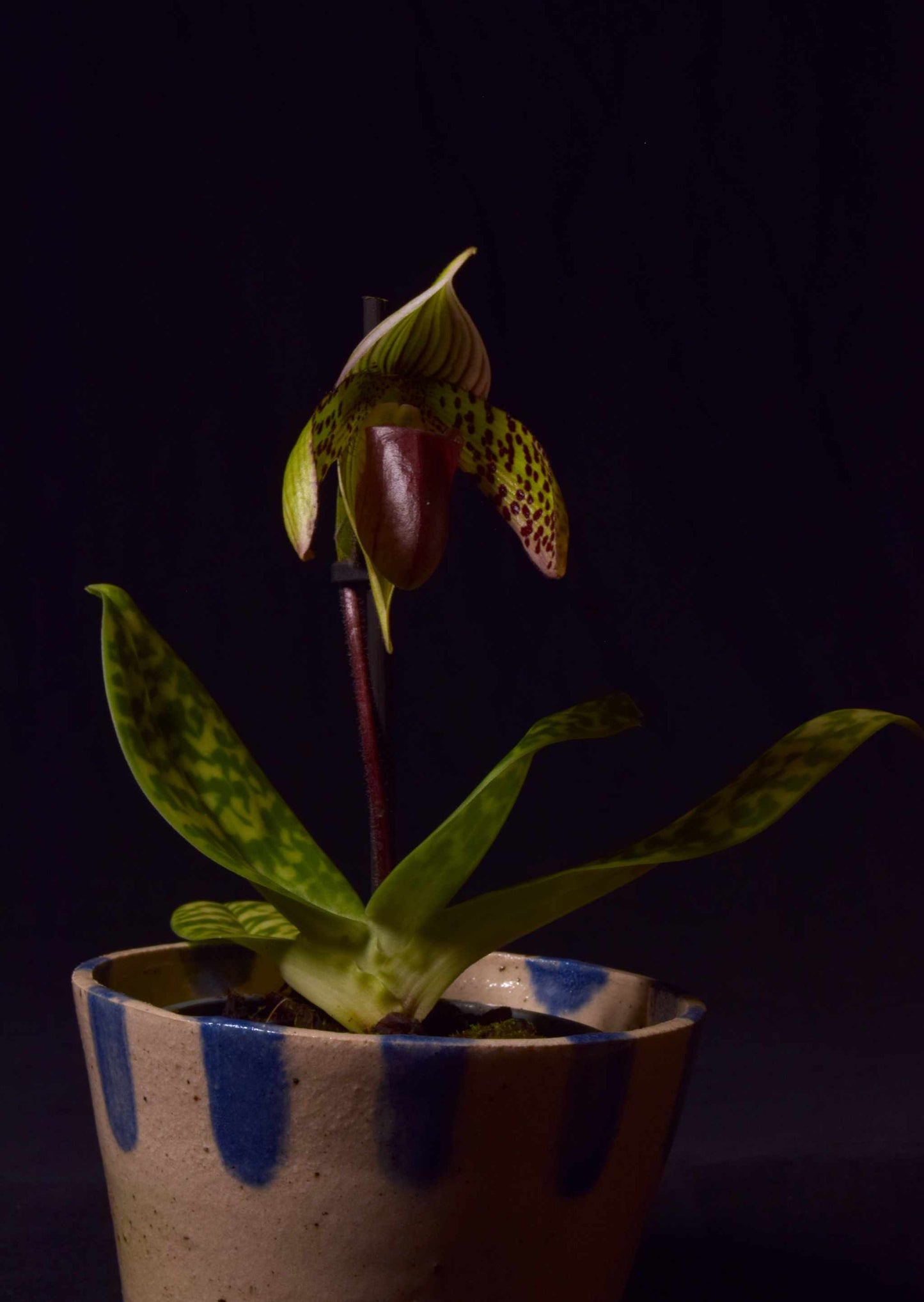 orkidén Paphiopedilum Sukhakulii med gröna blad och rödgul blomma