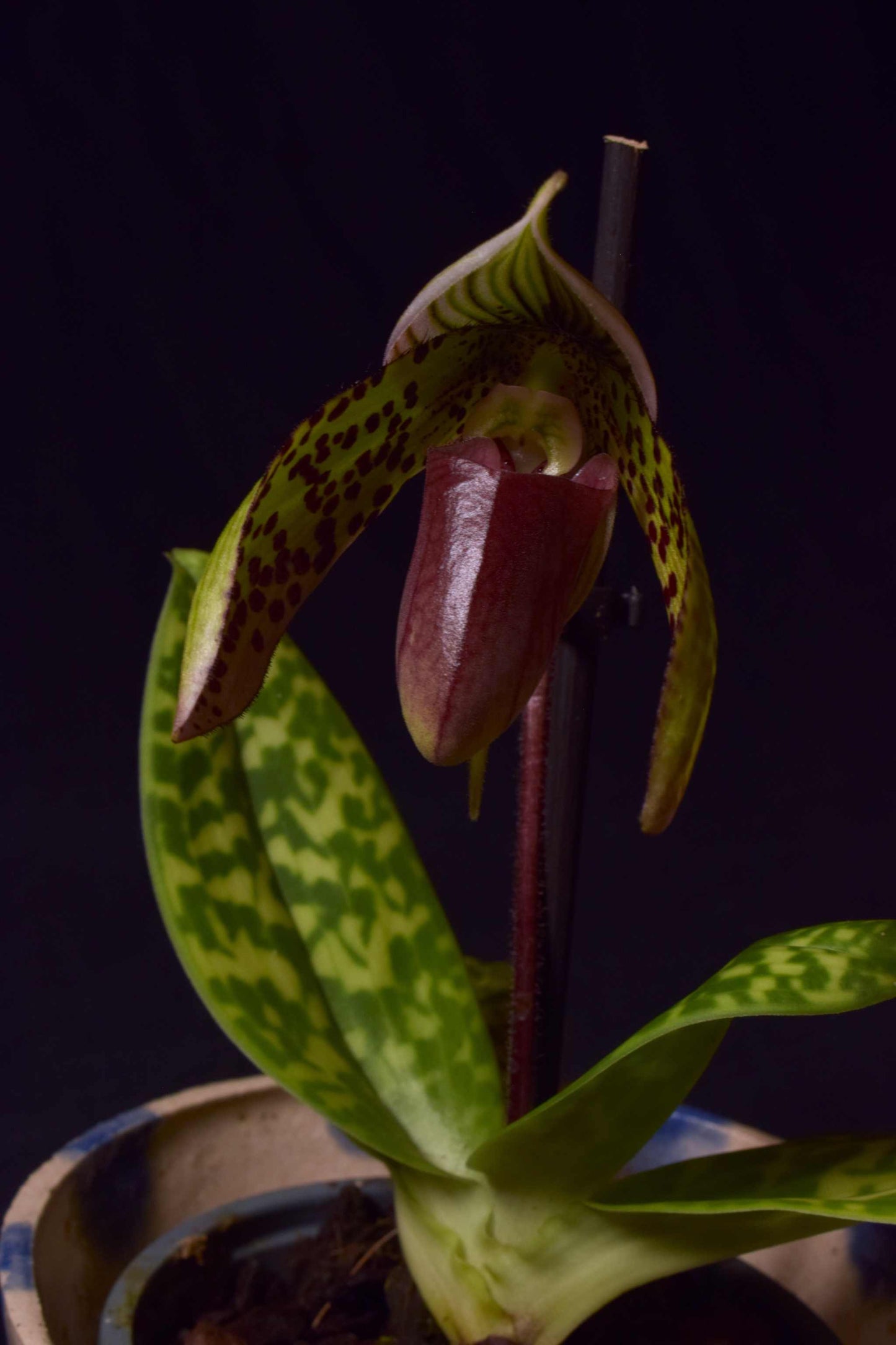 Paphiopedilum Sukhakulii blomma från sidan