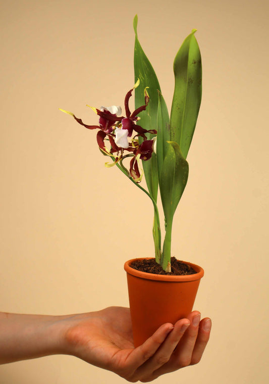 Beallara Eurostar