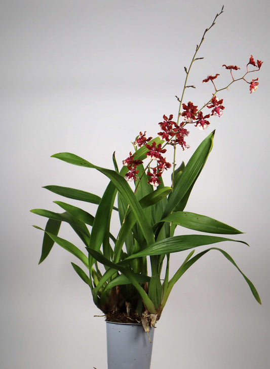 Oncidium 'Sharry Baby'