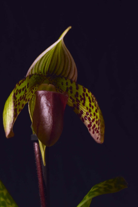 visar Paphiopedilum Sukhakulii typiska hattliknande blomma