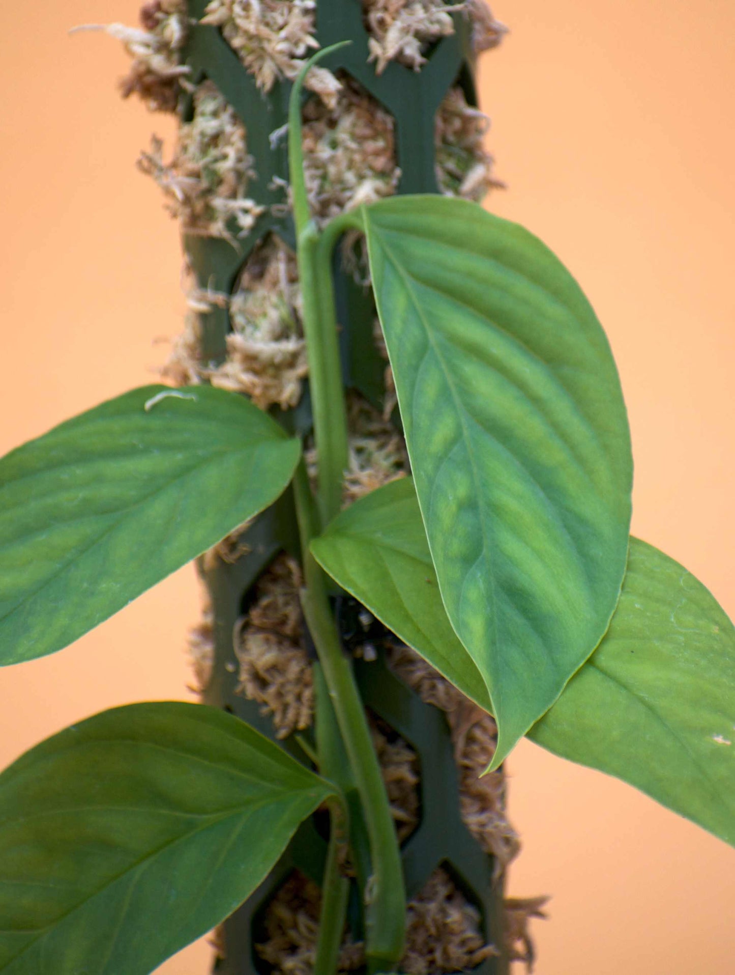 Monstera Xanthospatha