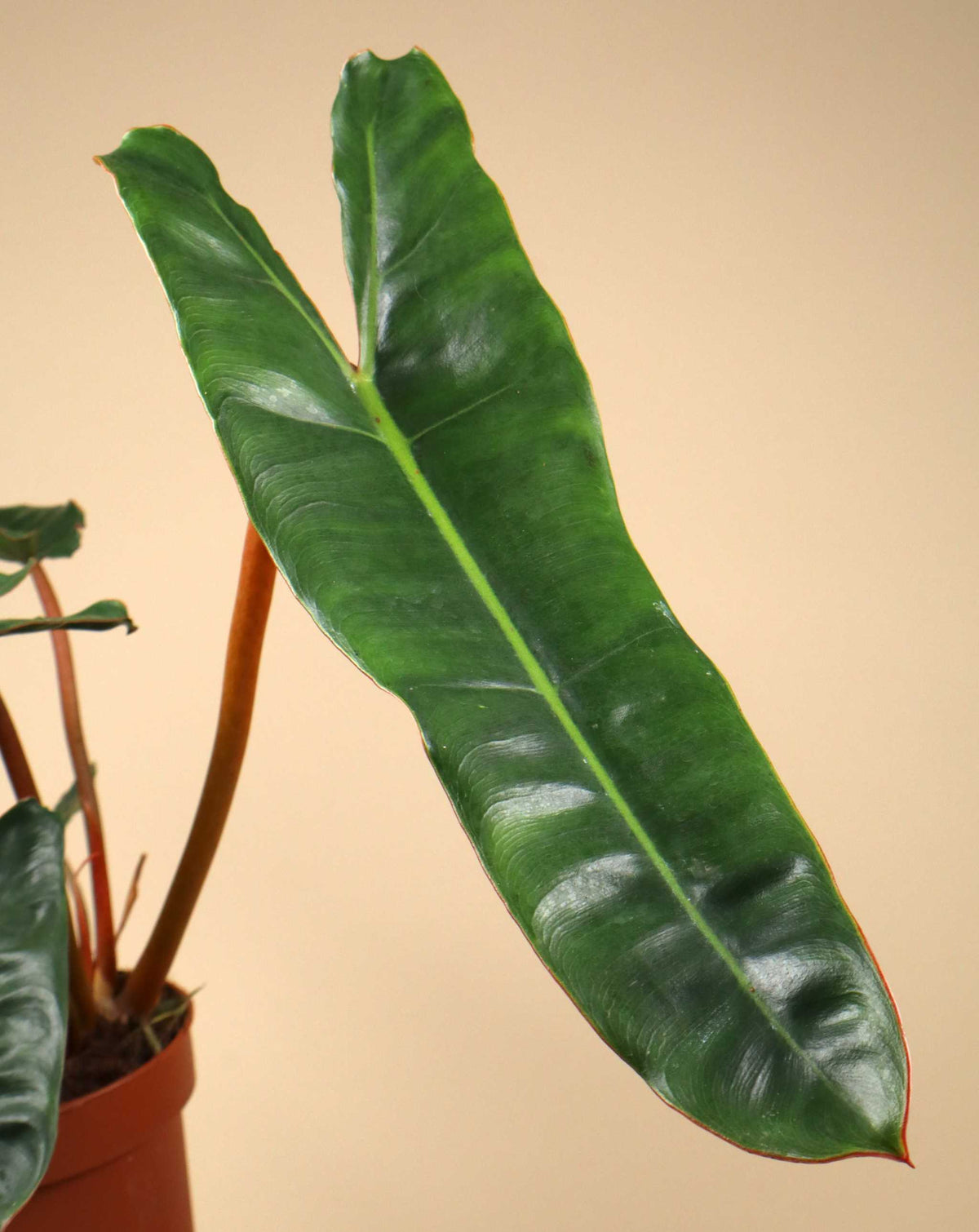 Philodendron billietiae