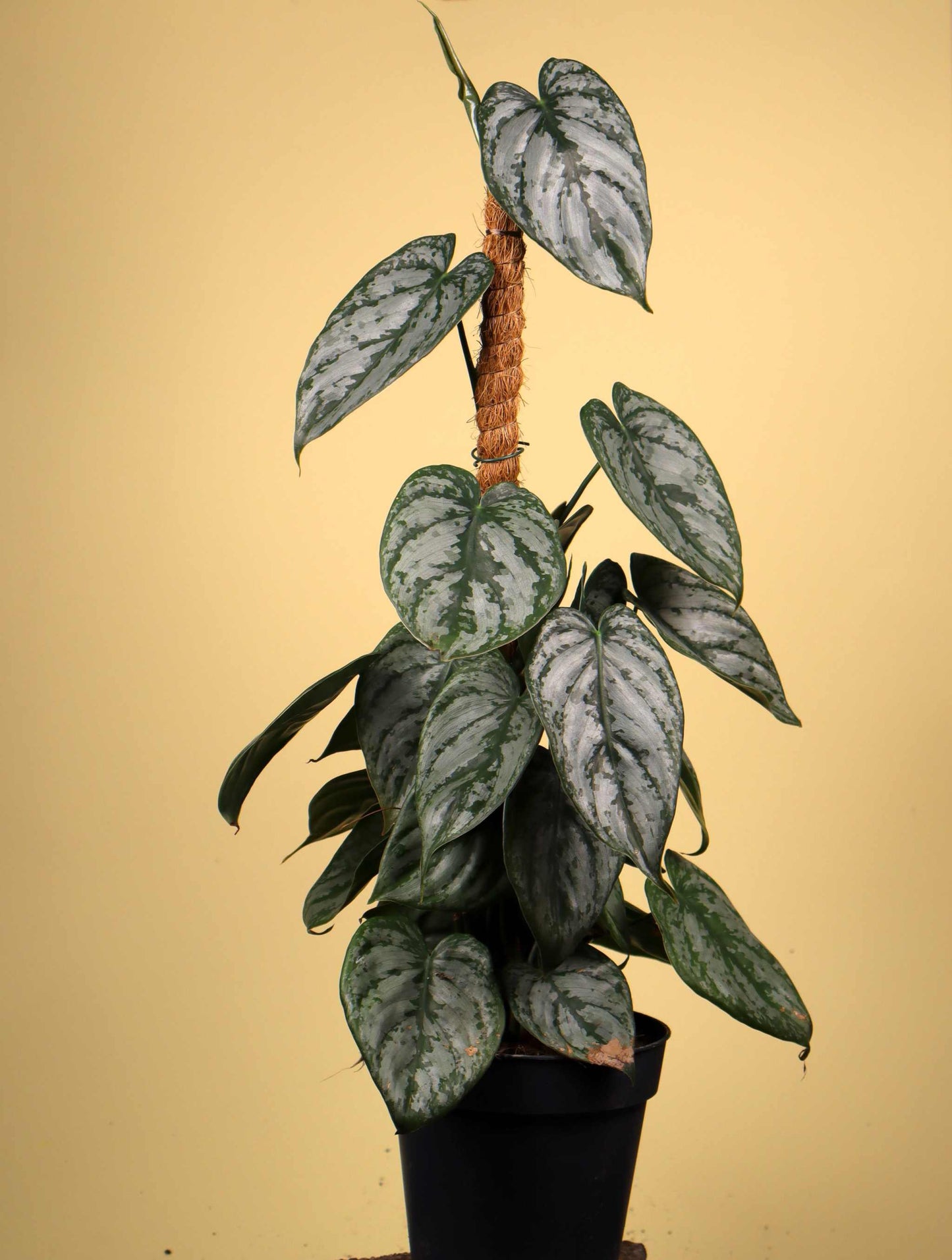 Philodendron brandtianum