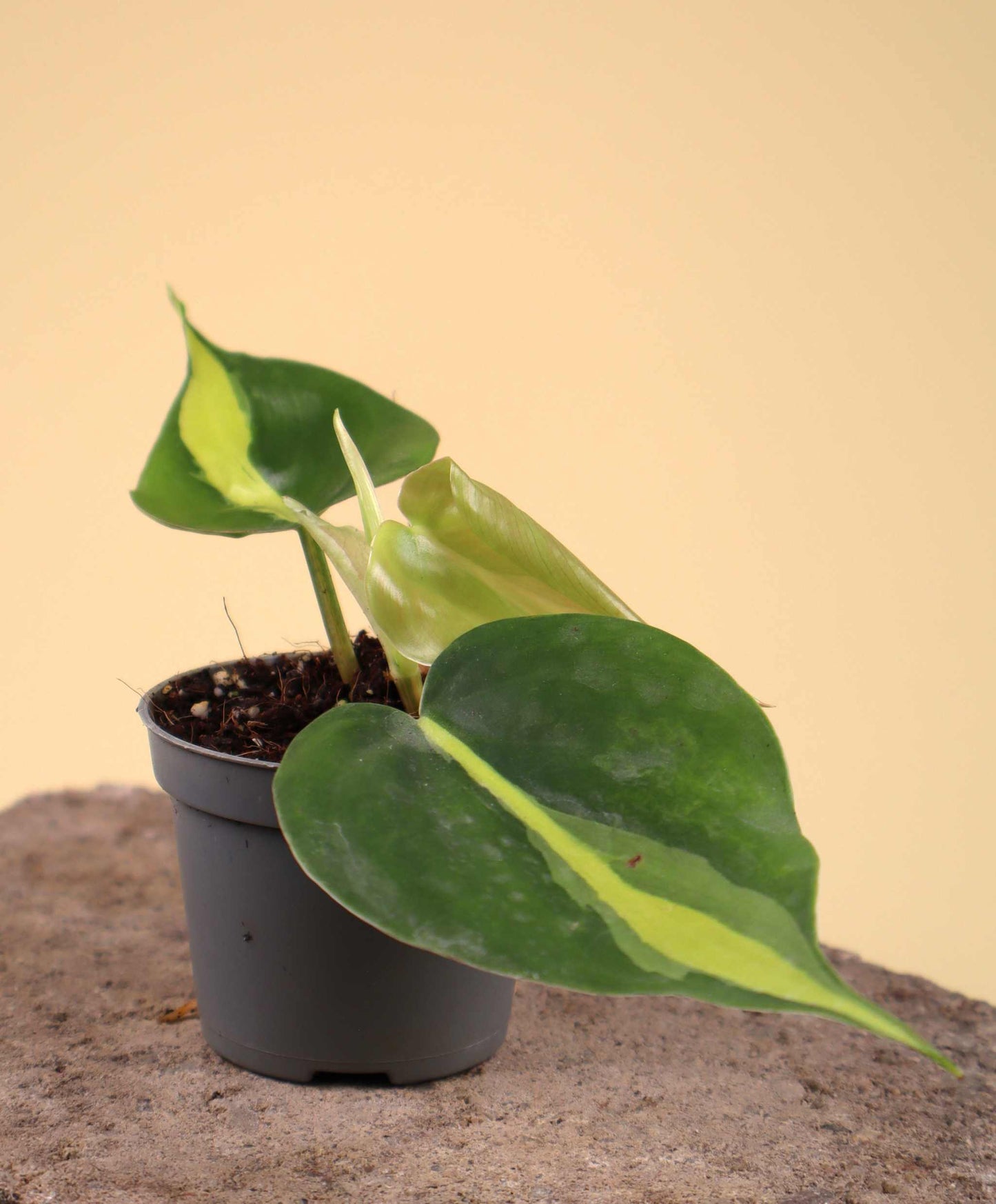 Philodendron scandens 'Brasil' (Klätterkalla)