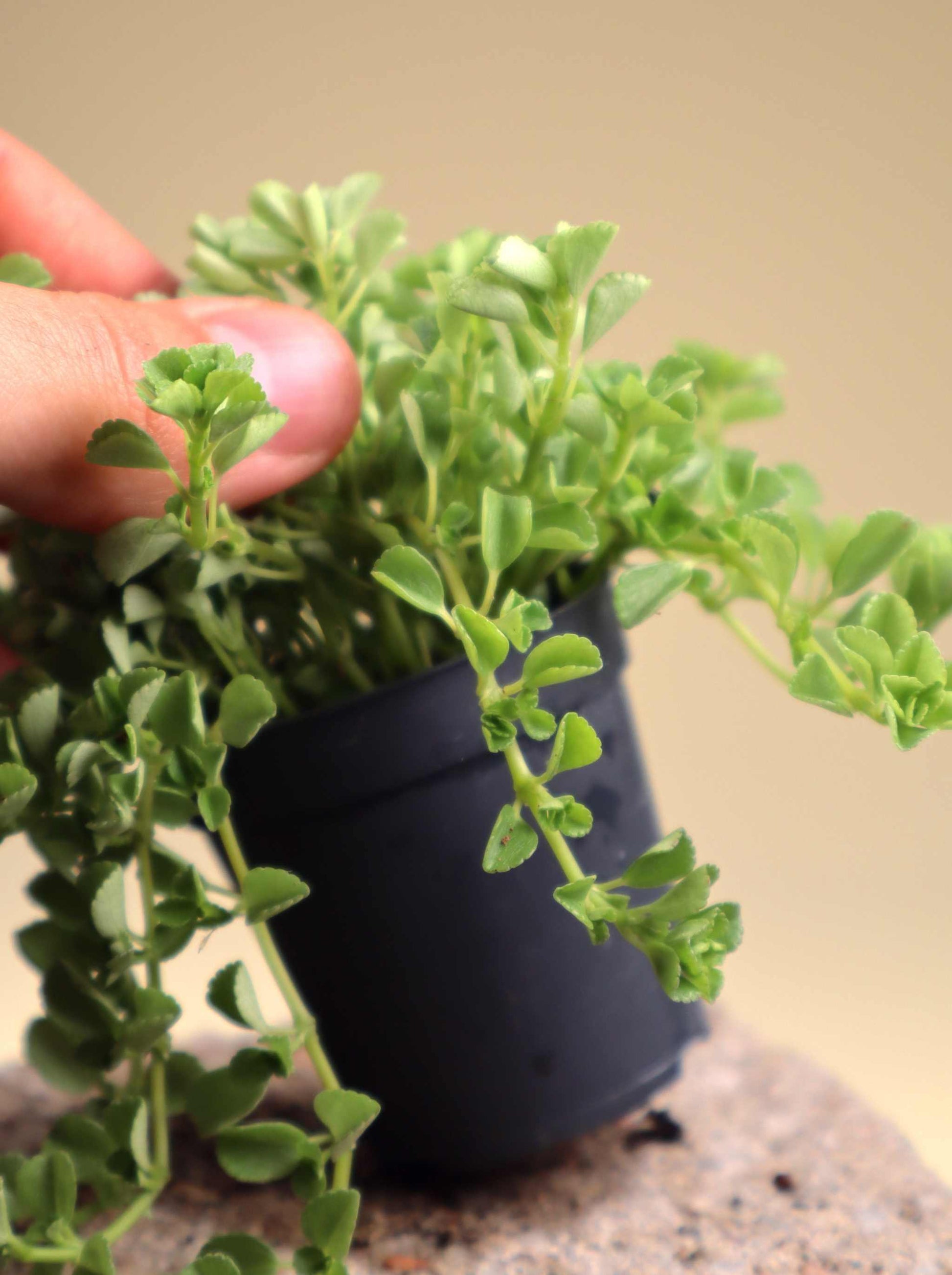 Pilea depressa