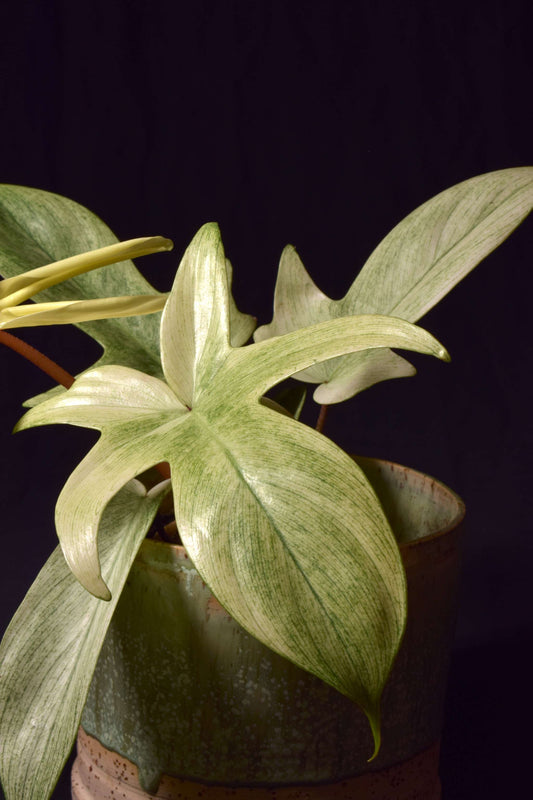 Philodendron 'Florida Ghost' close up of leaf