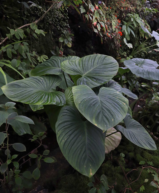 Philodendron grandipes