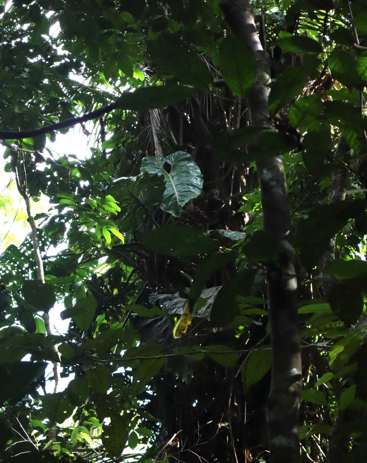 Philodendron maximum