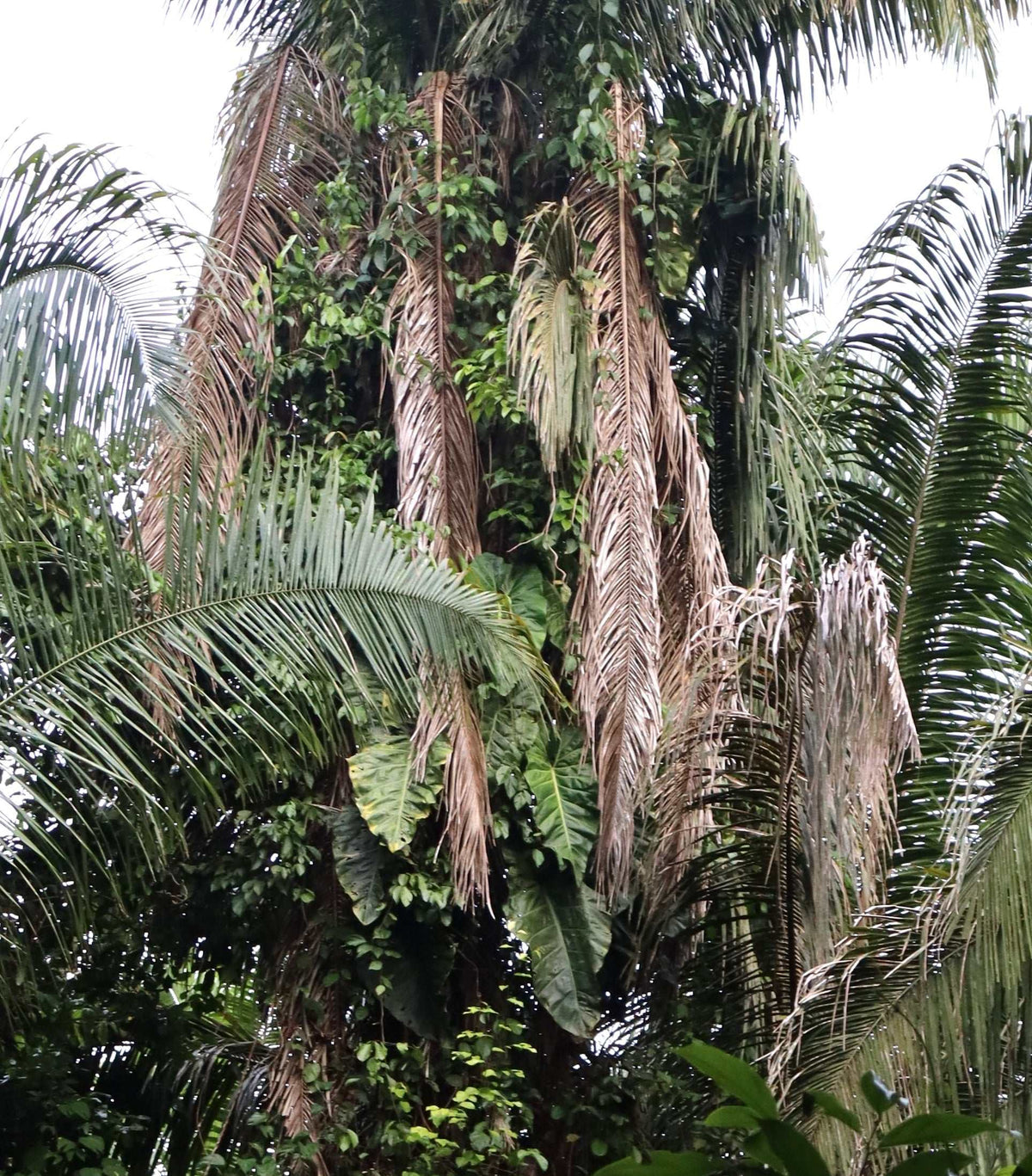 Philodendron maximum
