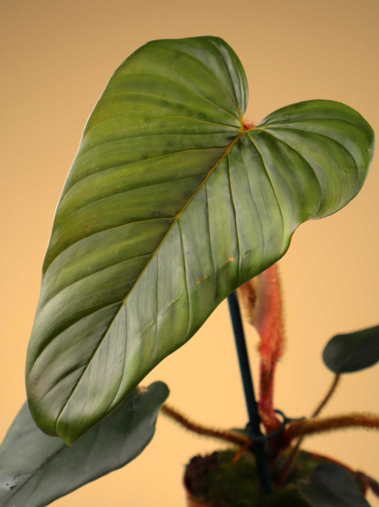 Philodendron serpens