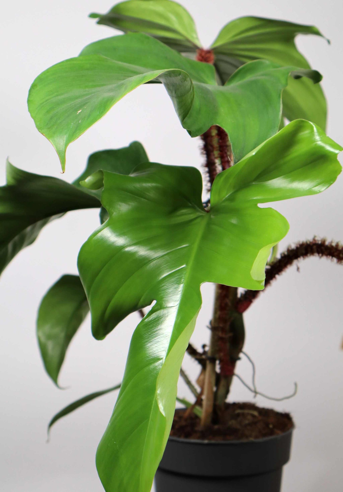 Philodendron squamiferum 'Mossranka'