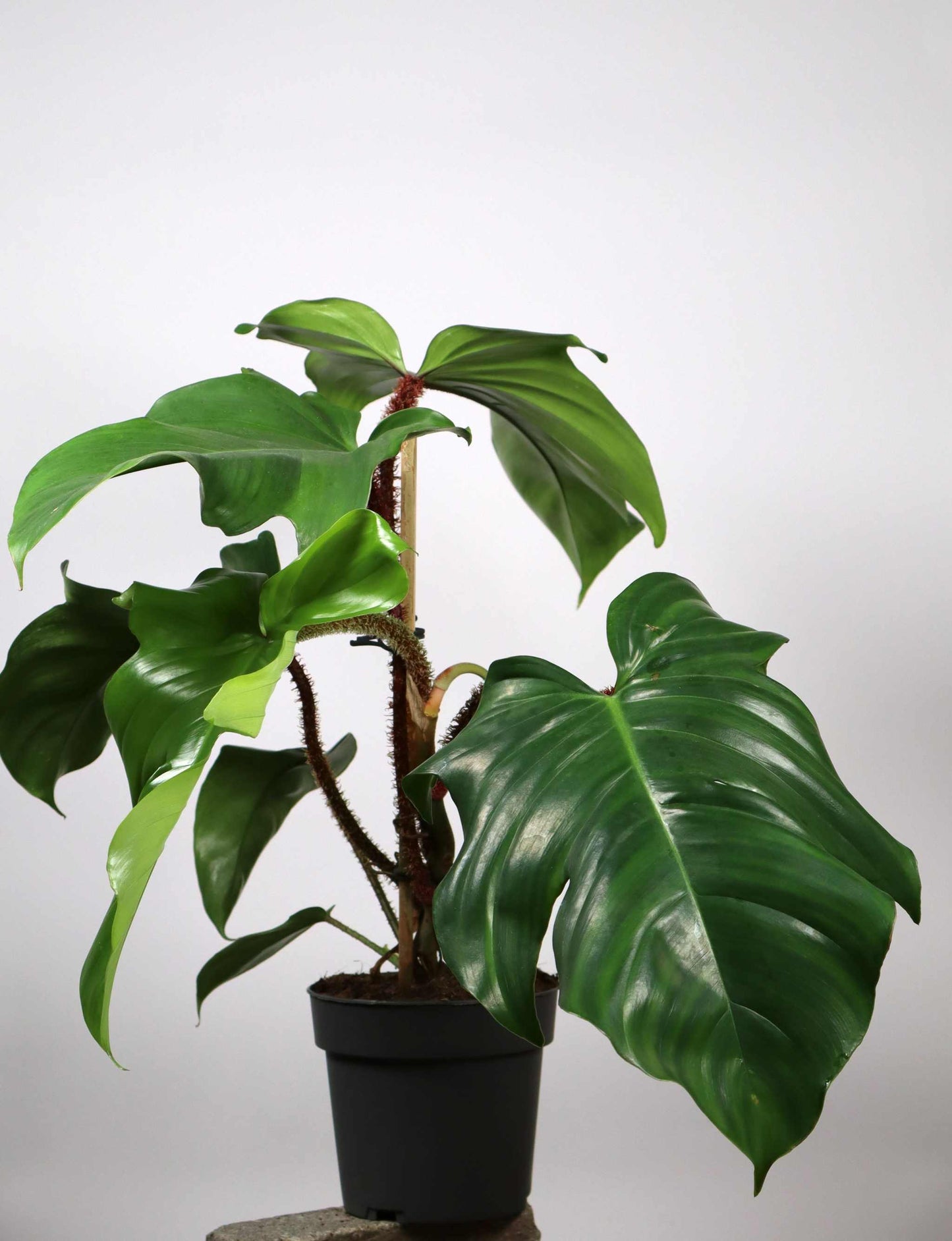 Philodendron squamiferum 'Mossranka'