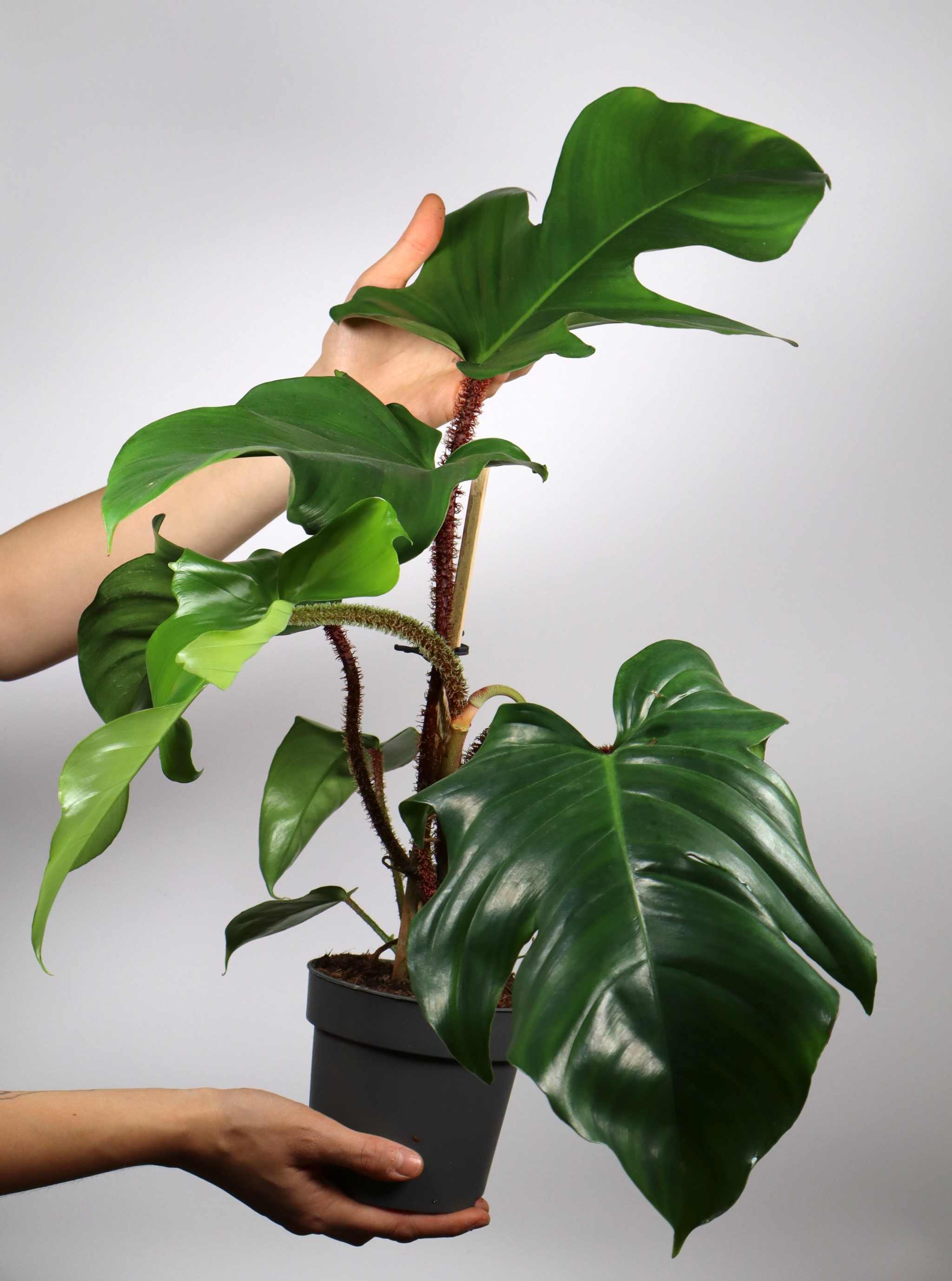 philodendron squamiferum for sale Buy Philodendron Squamiferum