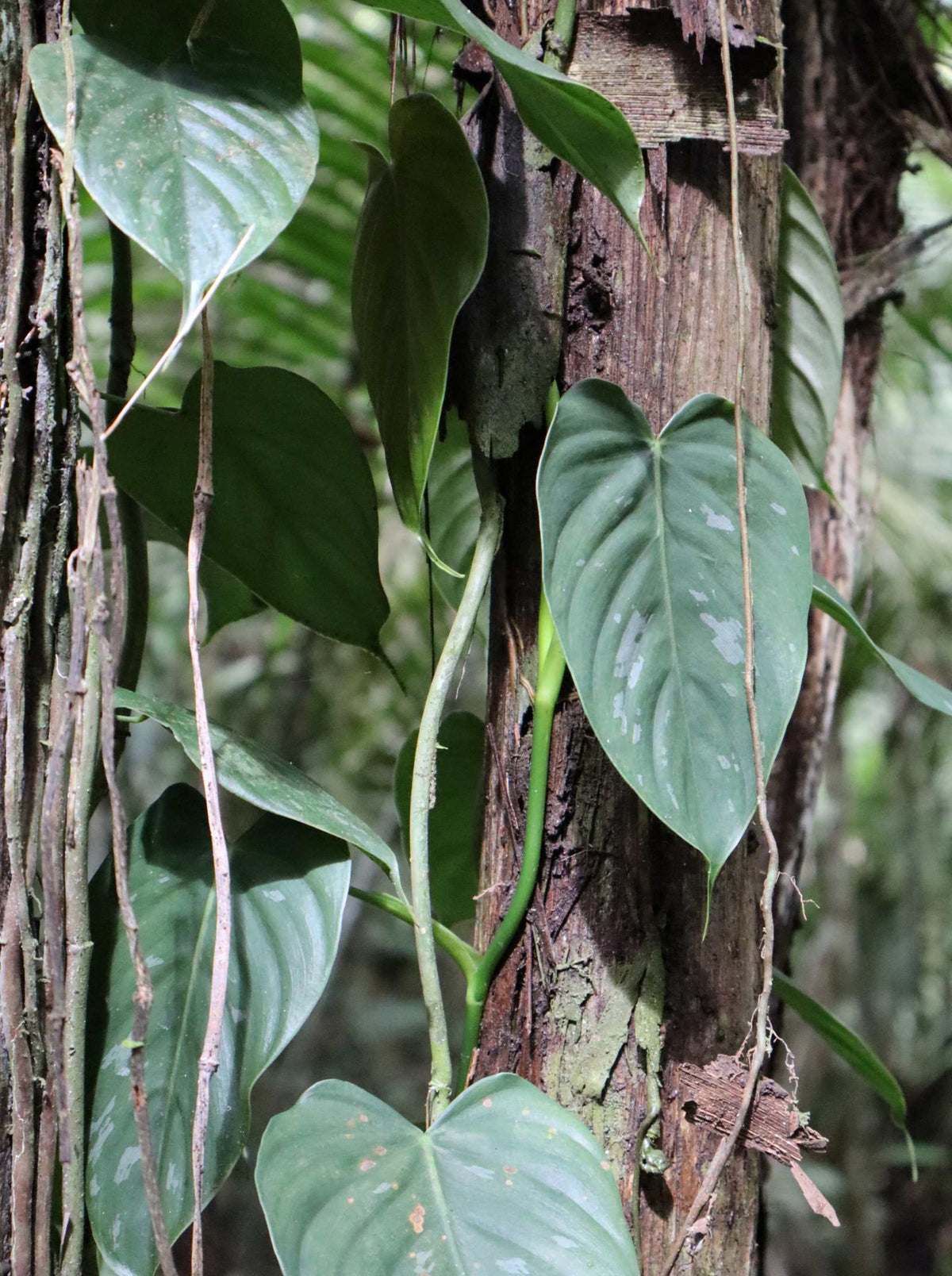 Philodendron brandtianum
