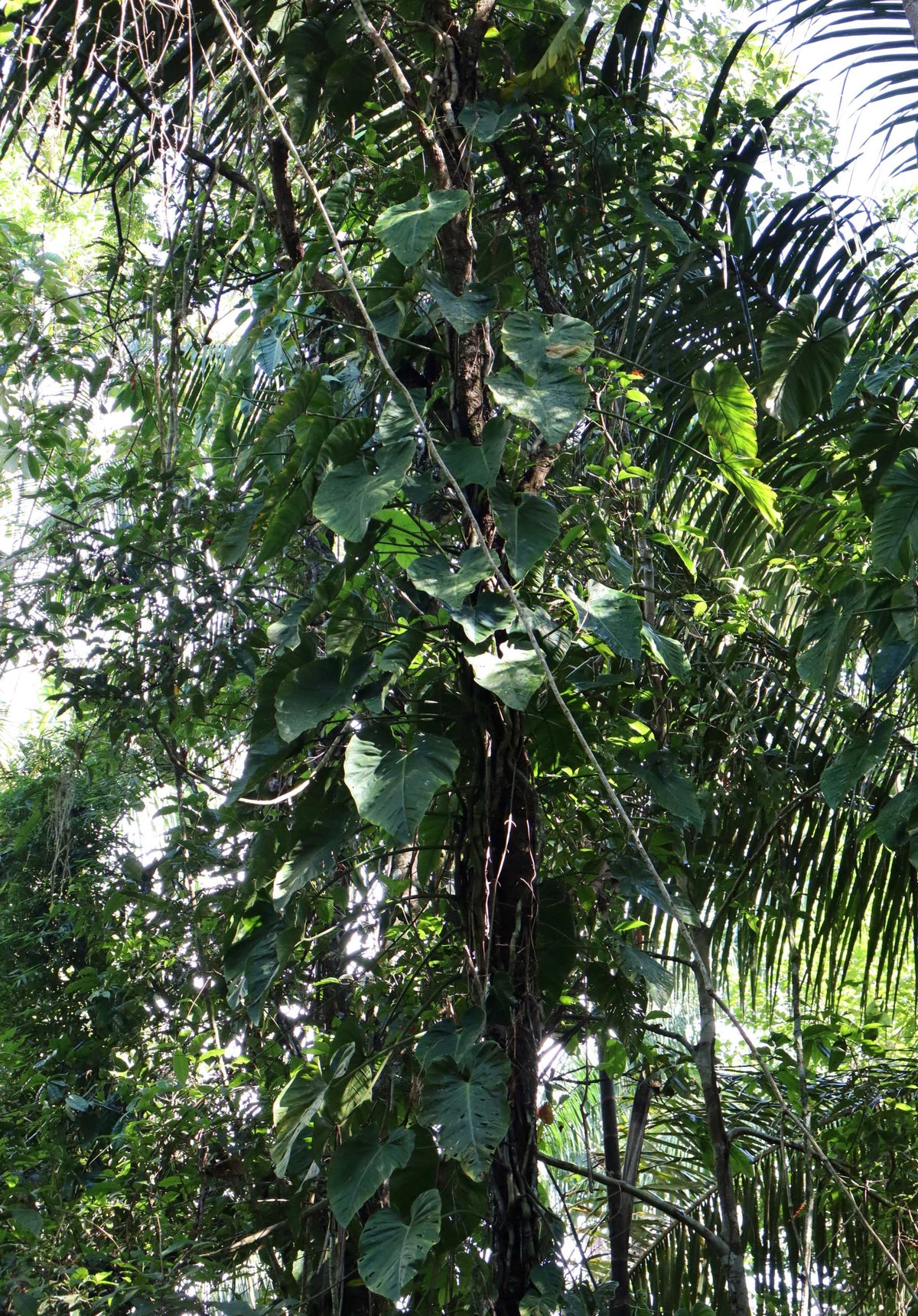 Philodendron brandtianum