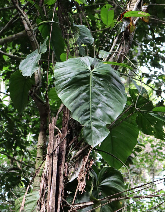 Philodendron brandtianum