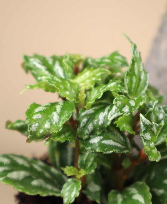 Pilea cadierei 'silverpilea'