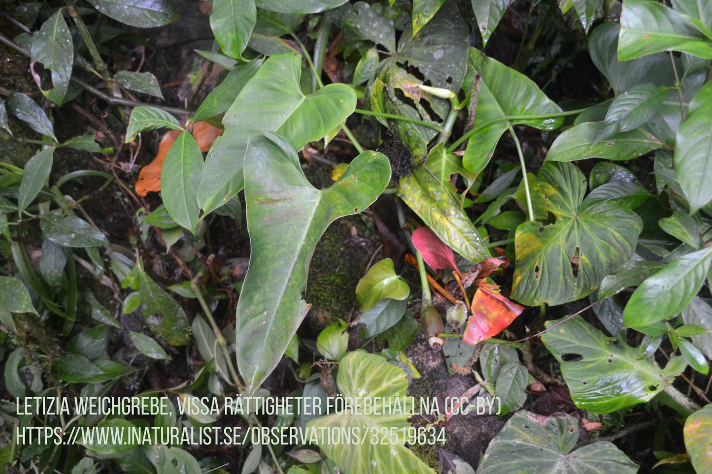 Philodendron cotonense