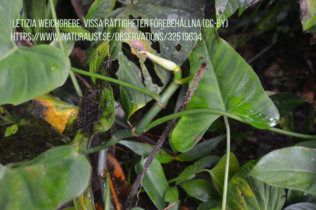Philodendron cotonense