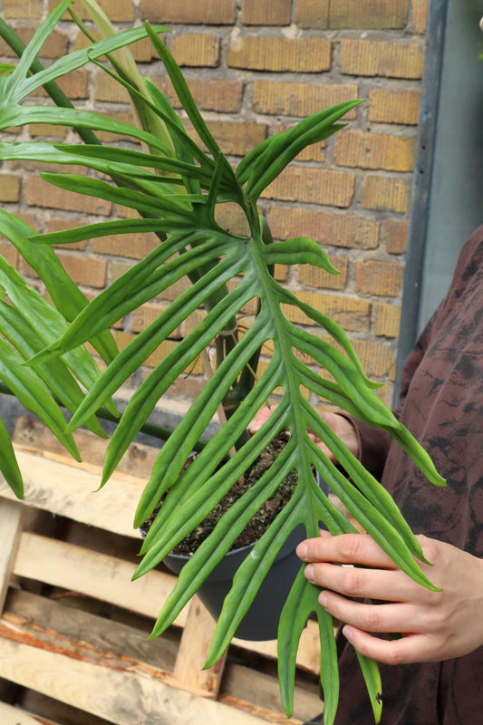 Philodendron elegans