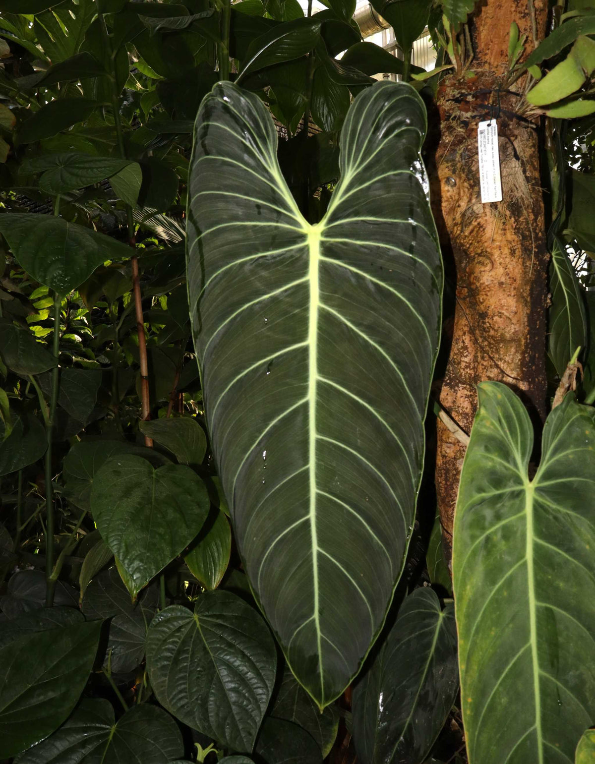 Philodendron melanochrysum