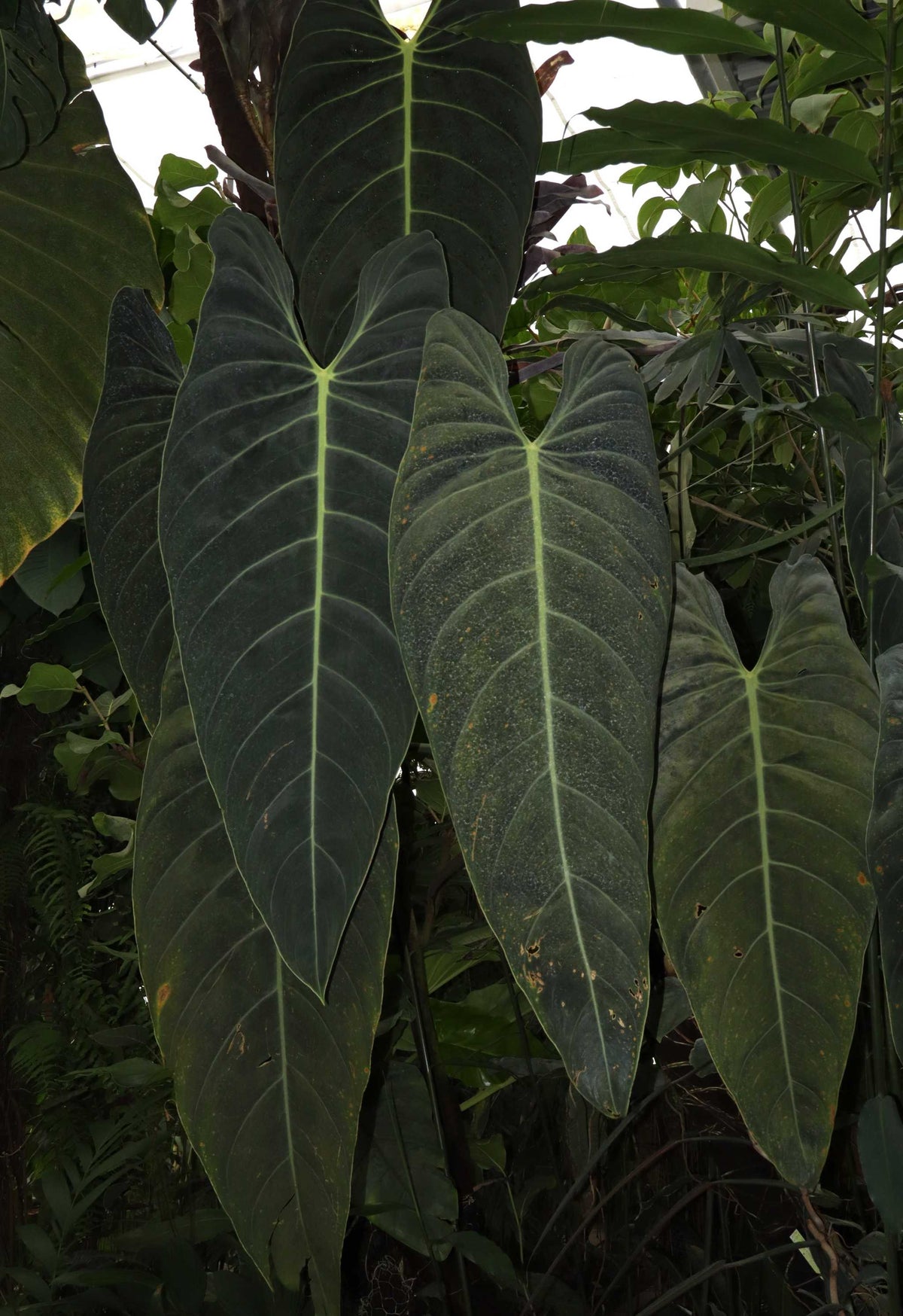 Philodendron melanochrysum