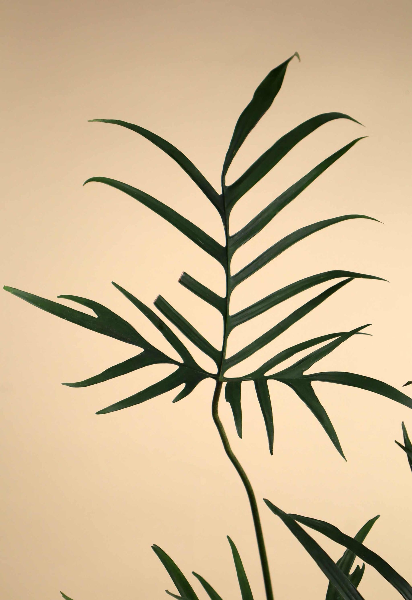 Philodendron polypodioides