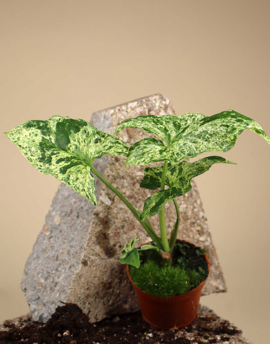 Syngonium podophyllum 'Mottled'