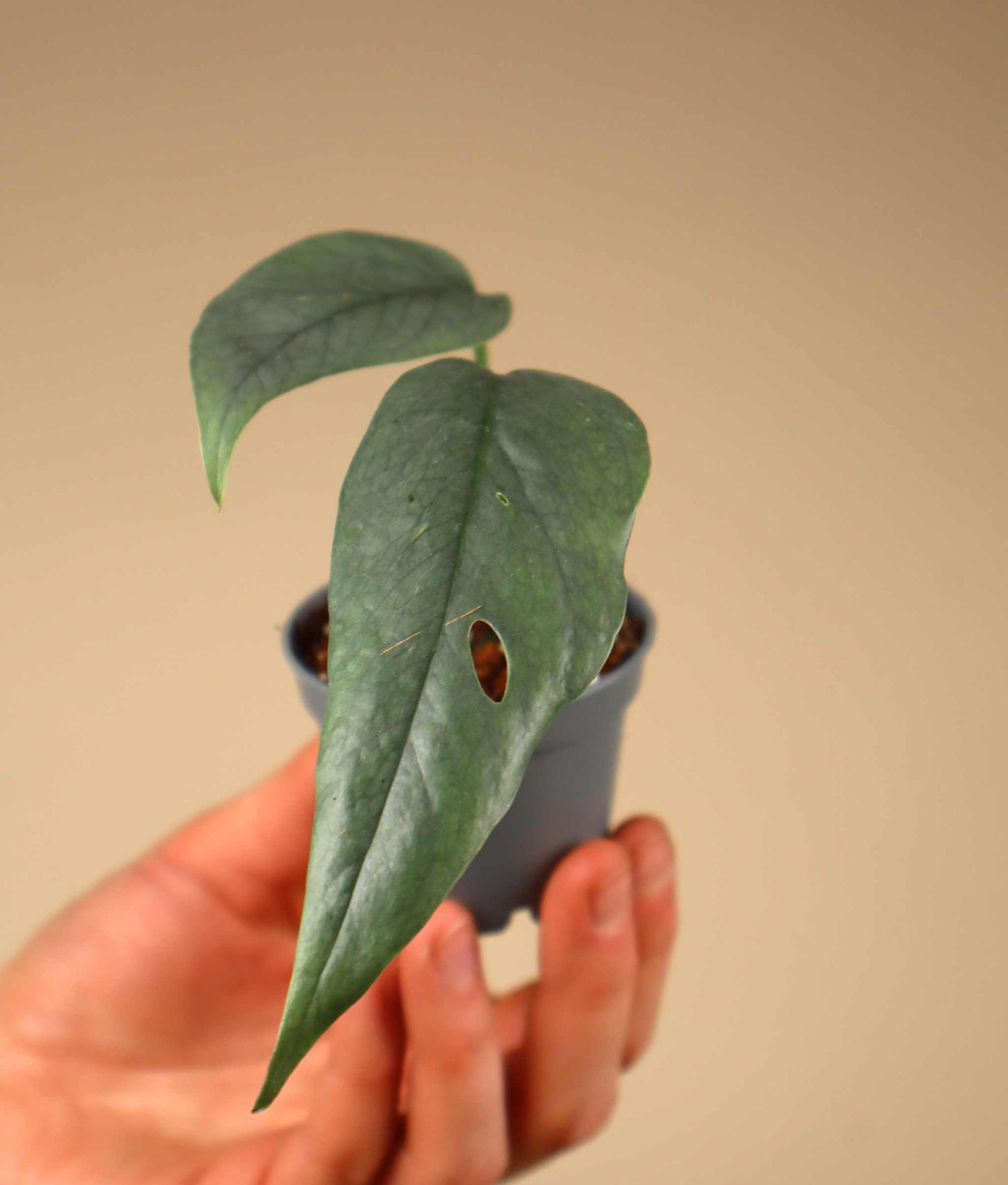 Epipremnum pinnatum 'cebu blue'