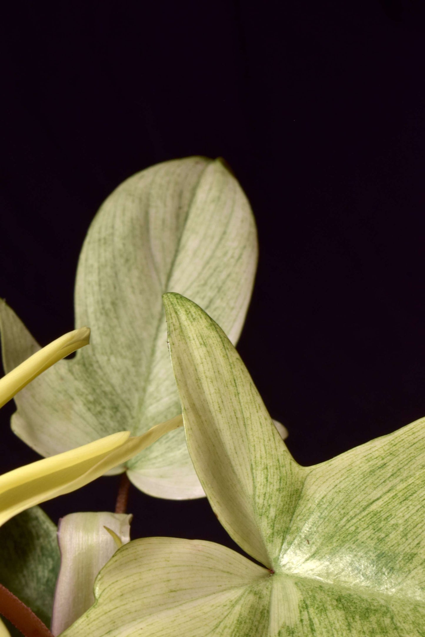 Philodendron 'Florida Ghost' close up of petiole