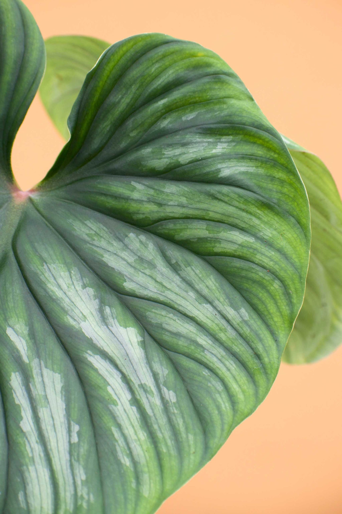 Philodendron plowmanii