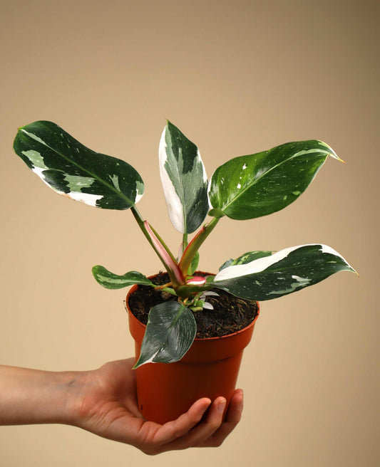 Philodendron 'White Princess'