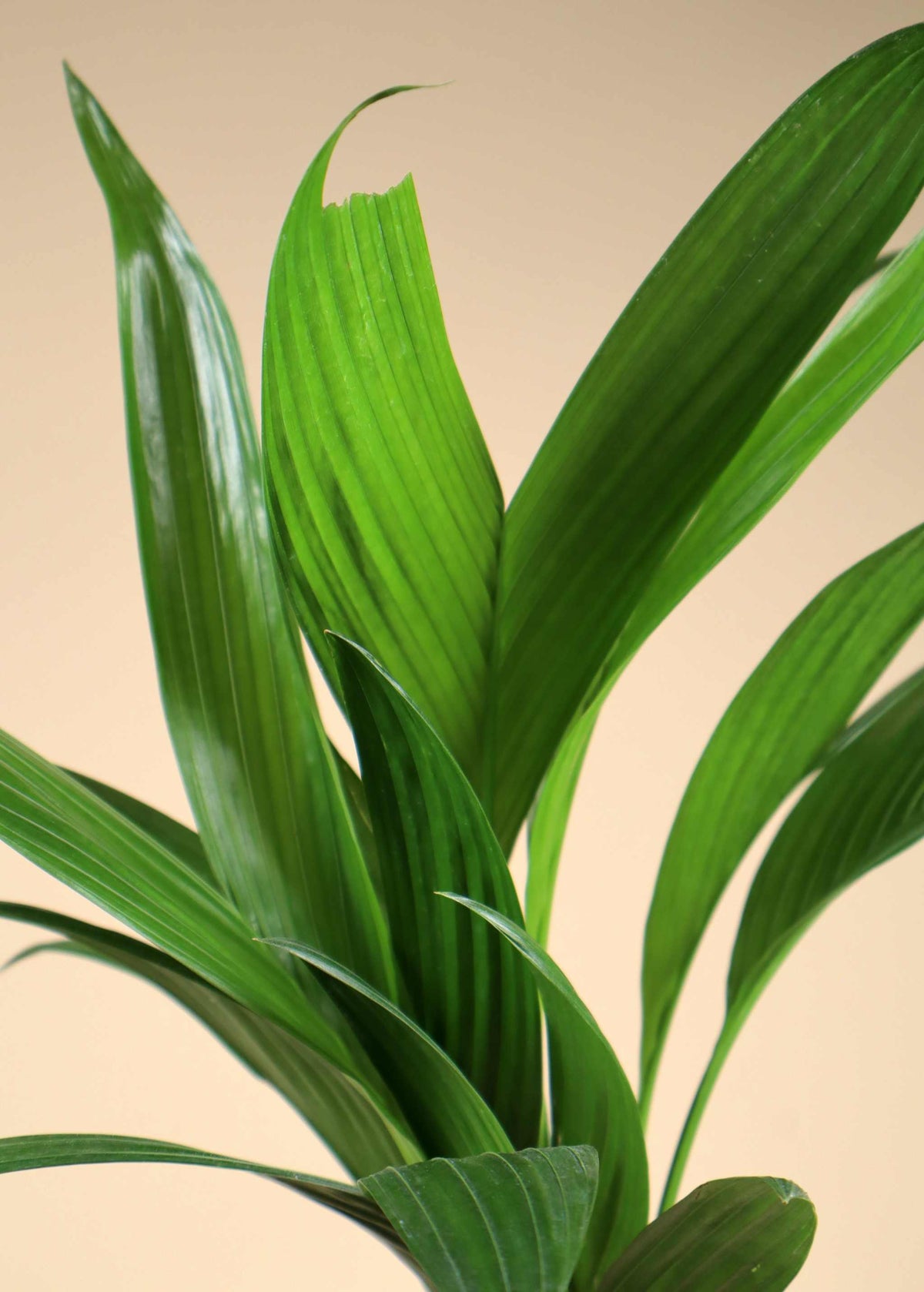 Areca catechu | Betelpalm