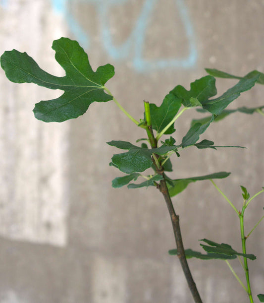 Tiger Fig 'Panachée'