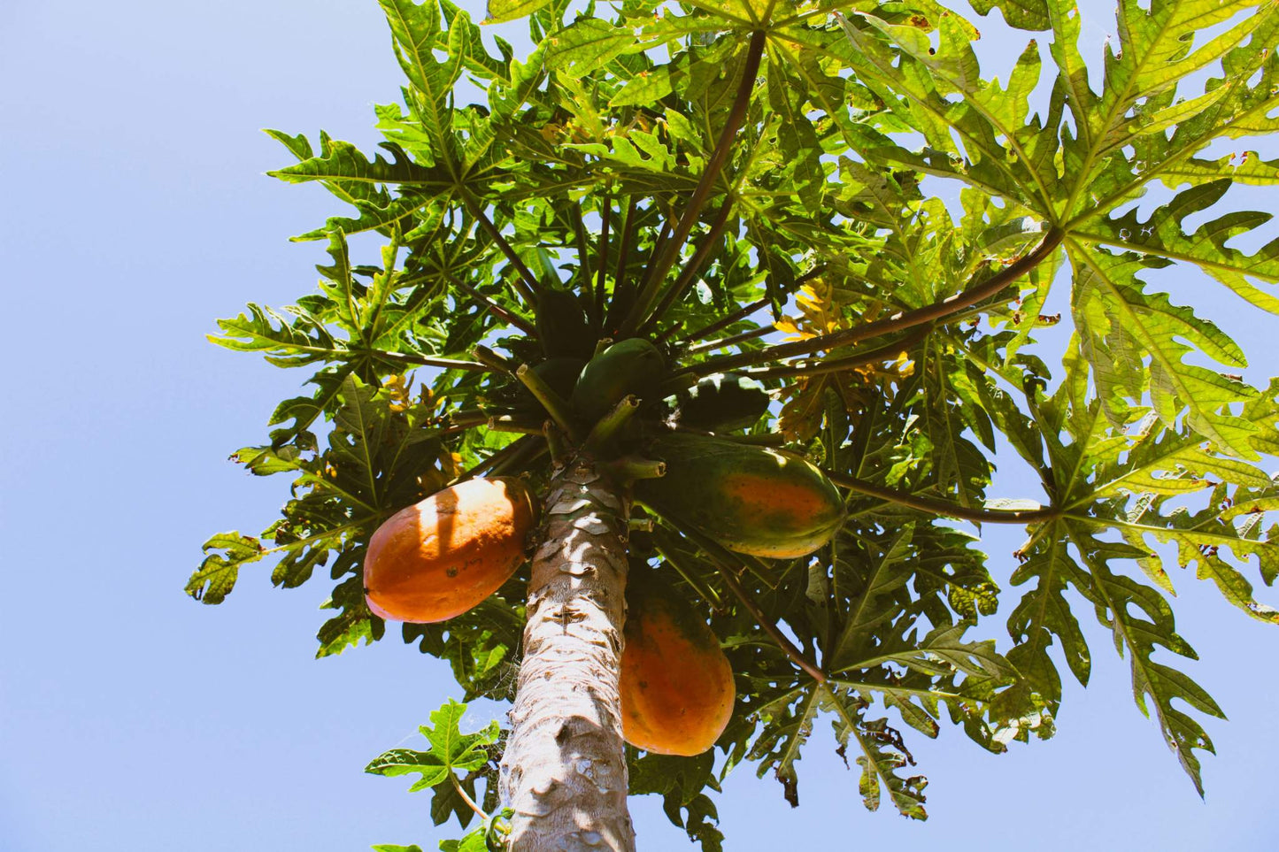 papayaträd